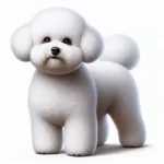 Bichon Frise - #2 best dog with toddlers